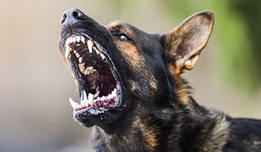 Dog Bites