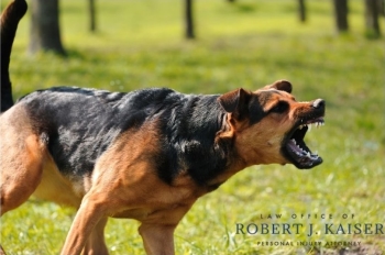 A dog about to attack standing on grass